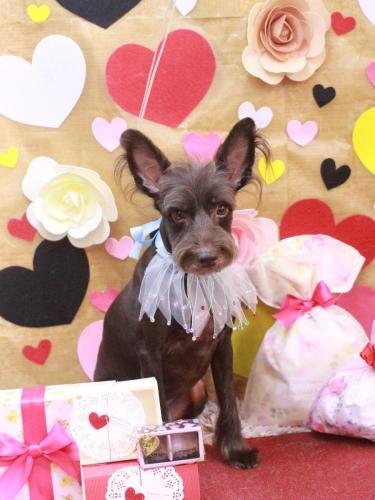 20230226コットンくん